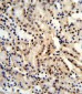 BAT1 Antibody (C-term)